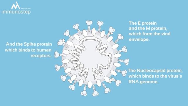 SARS-CoV-2 ELISA Serological Test- Mpro non-structural protein. смотреть онлайн