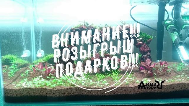9 дней после запуска аквариума. ВНИМАНИЕ!!! Розыгрыш комплектов растений!!! смотреть онлайн