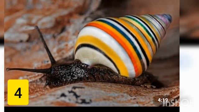 Топ 8 самых красивых улиток МИРА!🍭/Varay pets Life смотреть онлайн