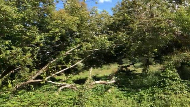 Smena 8M Camera Review ( LOMO Film Camera)