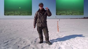 Цикады Farfalla и CyberVibe - ловля в отвес