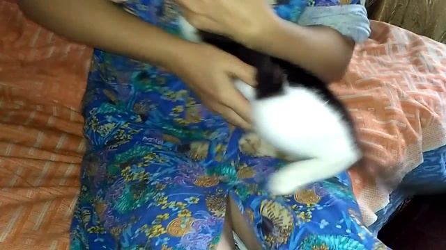 трехцветный кот смотреть онлайн