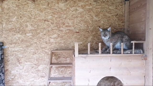 Обезьянки Федя и Ульяна И Другие Звери(домашние обезьяны) смотреть онлайн