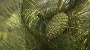 Как вырастить сосну