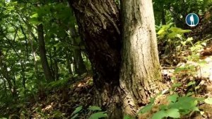 Очень Необычные и Странные Животные Планеты