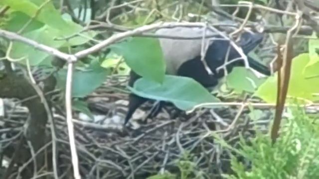 Семья ворон смотреть онлайн