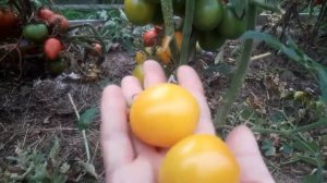 ??? ТОМАТ((( ДЕ БАРАО ЖЕЛТЫЙ)))