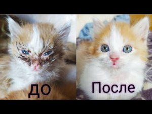 Заболели котята у которых умерла мама