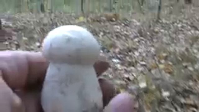 Грибное нашествие подберёзовиков. Грибы конца Сентября. смотреть онлайн