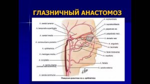 УЗД Патологии экстракраниального отдела брахеоцефальных артерий ч1 а Ерошенко  О.Л.