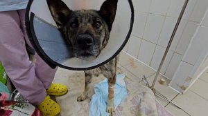 Открытые раны, клещи и опарыши… | Фиеста