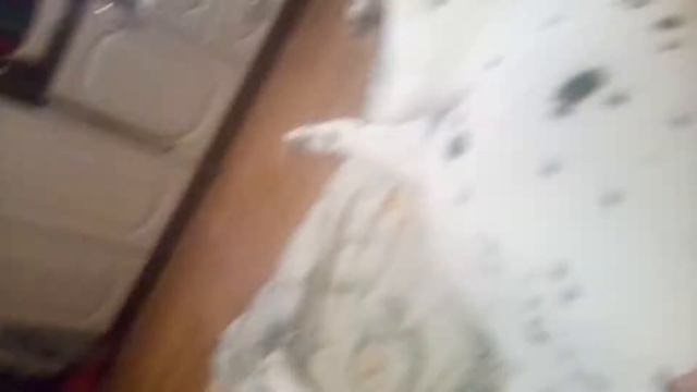 Это бедалажка Кодя у него... Читайте описание👇👇👇