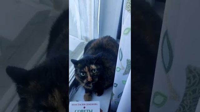 дядя Дэн кошмарит Чучундру на подоконнике смотреть онлайн