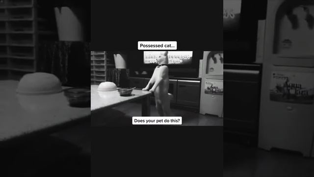 кот ходит на 2 лапах как человек ? смотреть онлайн