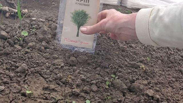 Семена укропа Кустовой | Как вырастить укроп из одной пачки семян | Укроп выращивание смотреть онлайн