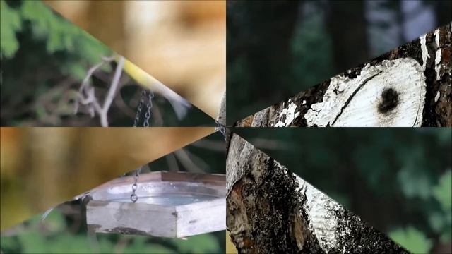 ПТИЦЫ смотреть онлайн