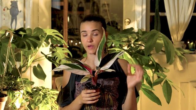 Houseplant UNBOXING And CARE: Calathea Triostar