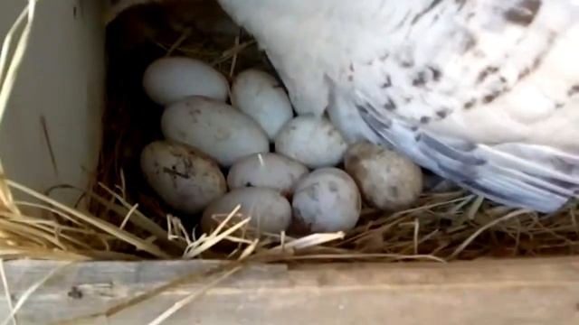 Индюшка села на гнездо,подложил гусиные яйца.