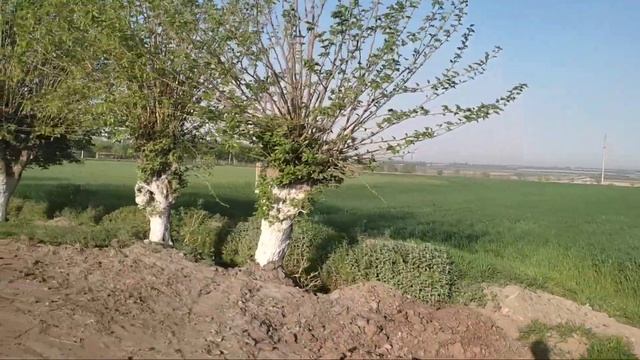 ШОШИЛИНЧ ХАЛҚ ТАЙОР ТУРУНГ ОБ-ХАВО КЕСКИН ЎЗГАРАДИ КЕЧ БУЛМАСДАН ОГОХ БЎЛИНГ смотреть онлайн