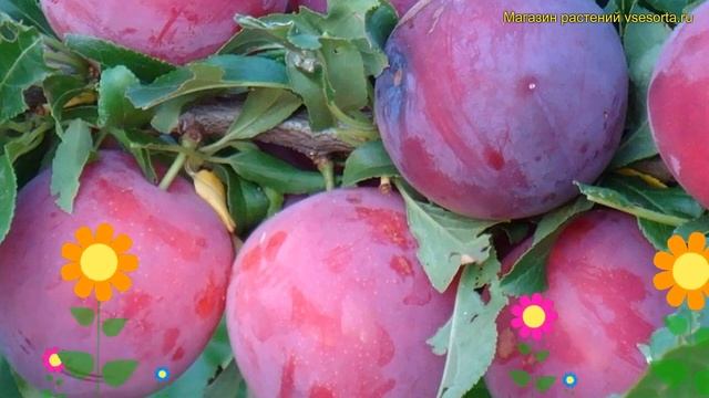 Слива домашняя Деликатная. Краткий обзор, описание характеристик prunus domestica смотреть онлайн