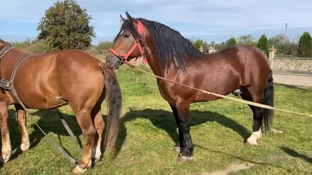 ❤️🔥Могучий Працює❤️🔥🔥🐴💪 смотреть онлайн