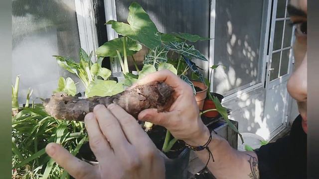Reproducir Alocasia oreja de elefante cuidados y más смотреть онлайн