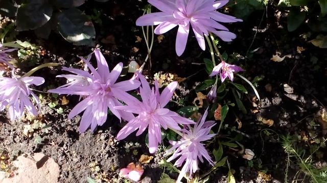Безвременник Colchicum. Сентябрь 2018. # мой сад # безвременник смотреть онлайн