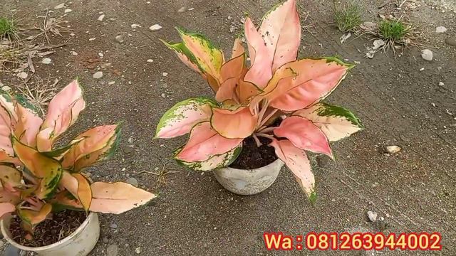 Stok Baru || Update Harga Aglonema Part #3 смотреть онлайн