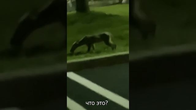 Неизвестное Существо Засняли На Камеру смотреть онлайн