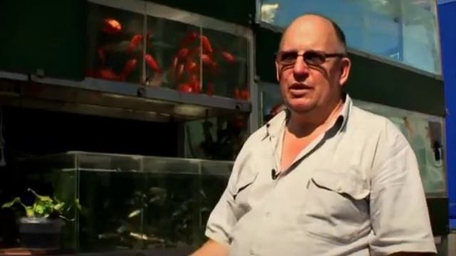 Рыба для пруда купить