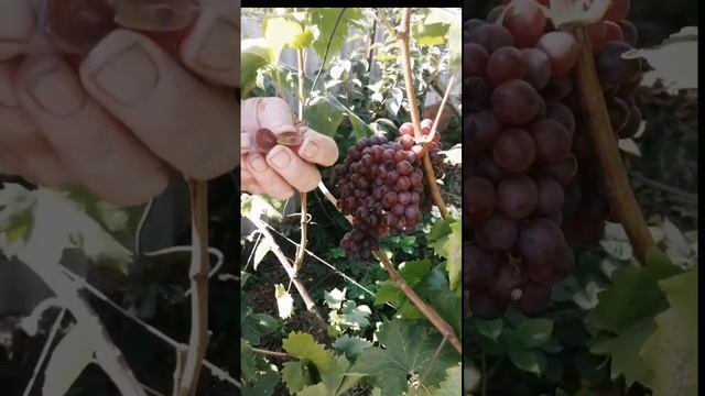Американские кишмиши и новинки? смотреть онлайн