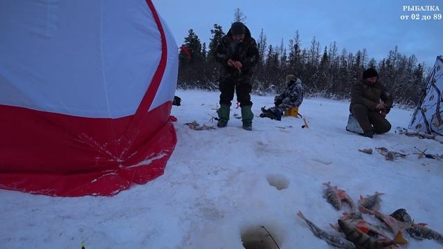 В ЭТОМ МЕСТЕ ПОЛНО КРУПНОГО ОКУНЯ. ЗИМНЯЯ РЫБАЛКА 2021. смотреть онлайн