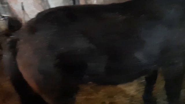 Оповаживание лошади , чувство меры и беспредела. смотреть онлайн