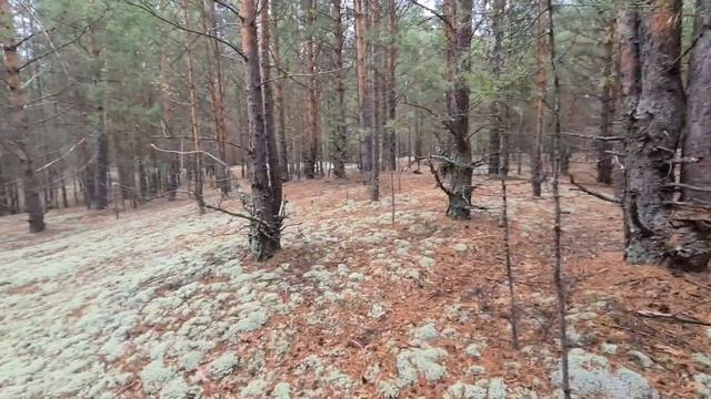 Мастерство и Саморазвитие