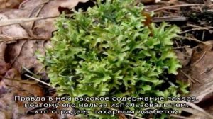 Исландский мох от кашля: как применять