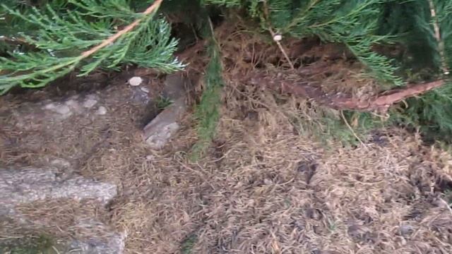 Как ужать разросшийся можжевельник.