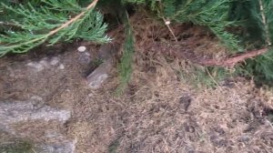 Как ужать разросшийся можжевельник.