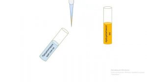 Этапы постановки реакции кольцепреципитации