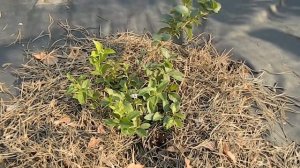 Голубика. Правильная Посадка Голубики. 100% приживаемость! Как посадить голубику?