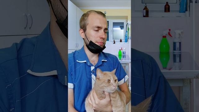 Жалко денег на лечение кота #shorts смотреть онлайн