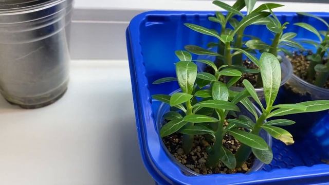 Адениумы. Неудачная прививка и новости о развитии. 2 января 2023 г. смотреть онлайн