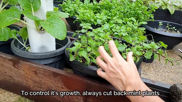 A MINT'S CURSE | Mint plant care that you should know смотреть онлайн