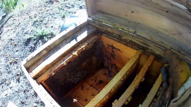 Улей лежак,работа с лежаками Часть 2 смотреть онлайн