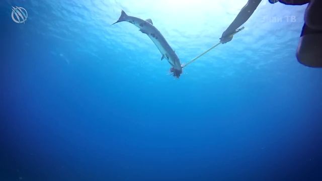 BARRACUDA ─ A Bloodthirsty Angry Marine Butcher That Can Kill a Human! смотреть онлайн