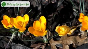 ? Весенне цветущие виды крокусов и сорта – описание