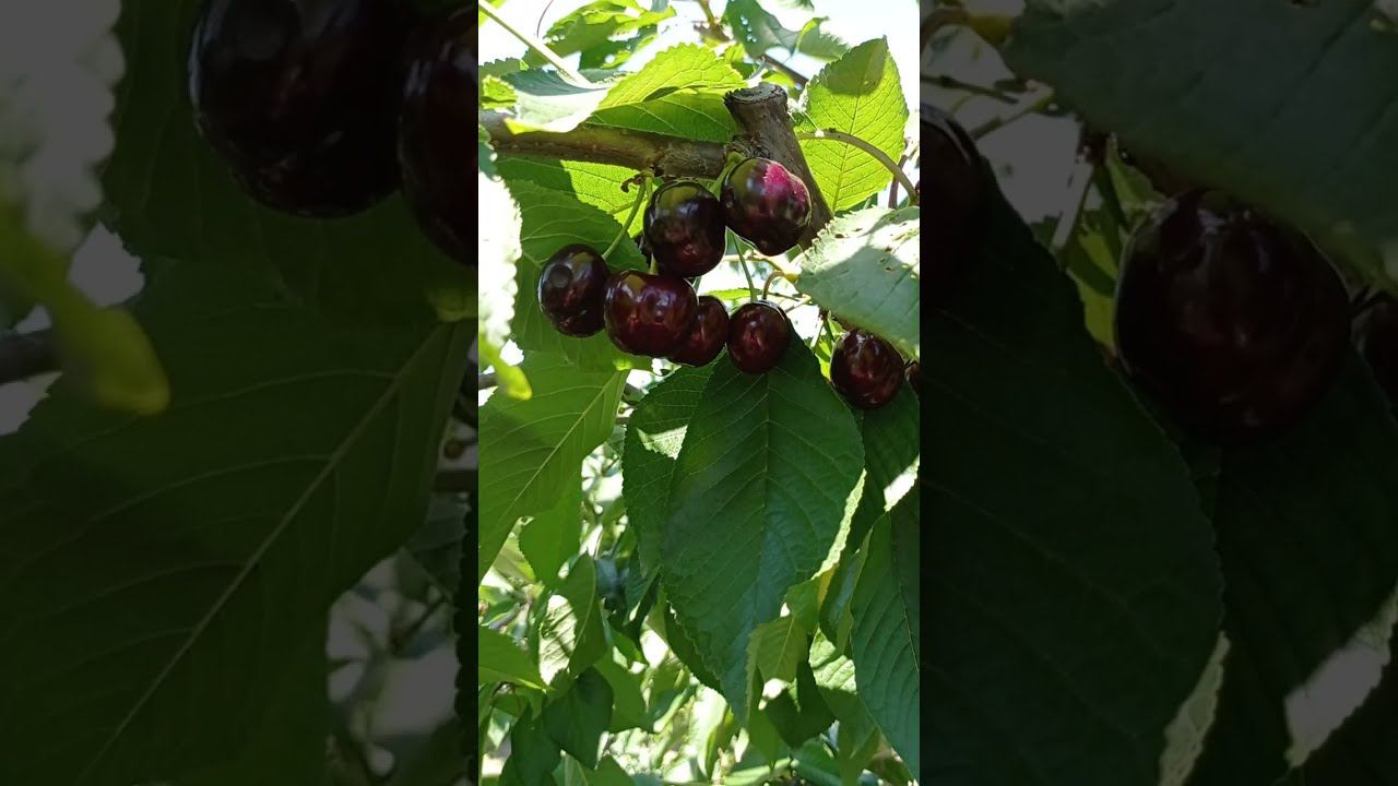 черешня сорта Донецкая красавица смотреть онлайн