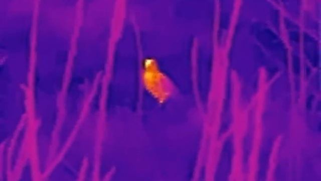 American Woodcock through Zeiss DTI 3/25 thermal camera - Bécasse d'Amérique par caméra thermiques. смотреть онлайн