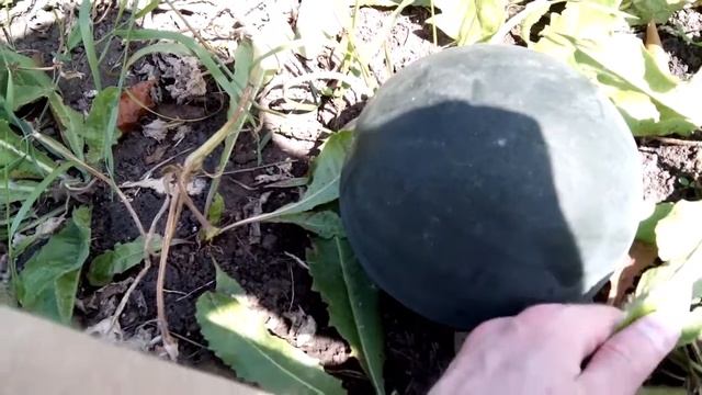 Выращивание арбуза, ПОШАГОВО! Часть 4 (простой вариант) смотреть онлайн