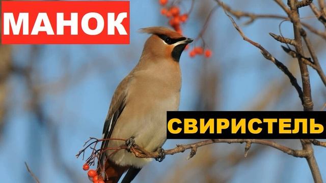 ?ГОЛОС (МАНОК) СВИРИСТЕЛЬ смотреть онлайн