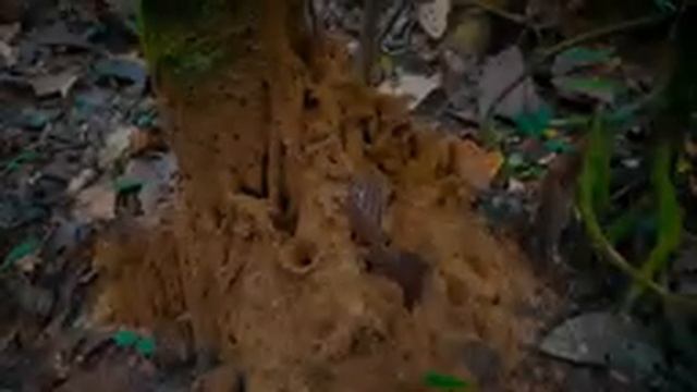 Экспедиция в Папуа, к каннибалам смотреть онлайн